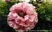 Rockii Peony: JIU ZHOU FEN